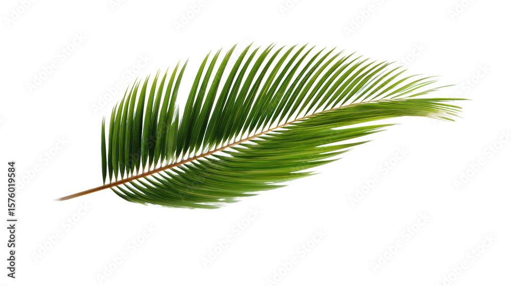 Obraz premium Green palm leaf isolated on a white background for design or decoration purposes.