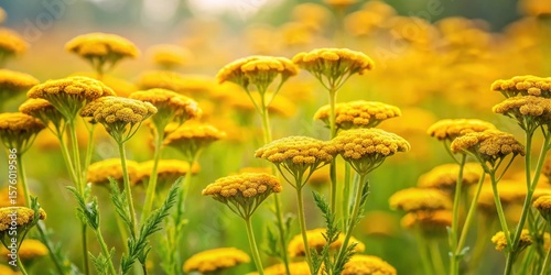 Fototapeta Naklejka Na Ścianę i Meble -  A lush meadow in late summer with Achillea millefolium flowering plants, their yellow flowers swaying gently in the breeze