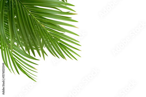 Close up palm leaf isolated on white