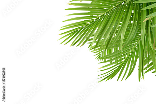 Green palm leaf isolated on white
