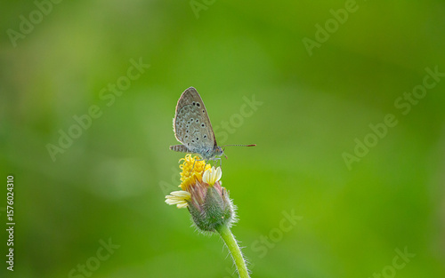 butterfly on a leaf