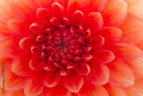 close up of a beautiful Dahlias flower in the garden