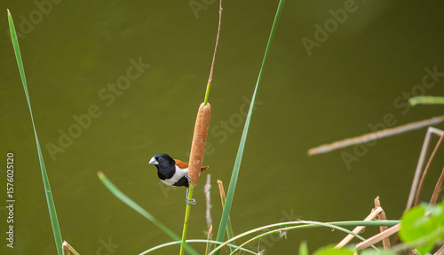 bird on the grass