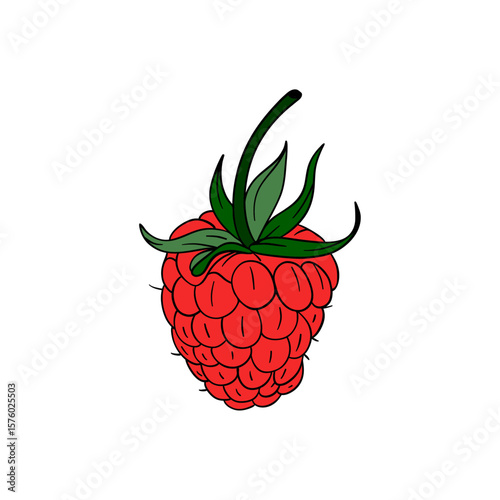 Fresh and juicy raspberry red bush fruit berry. Line art natural healthy food