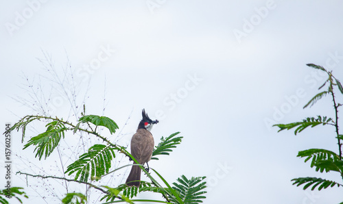 bird on a branch