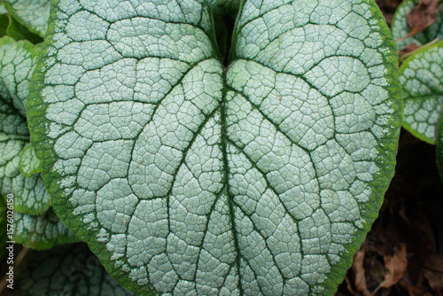 close-up of the texture of a Bruner plant leaf