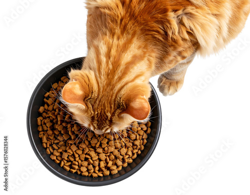  Domestic Orange Cat Actively Eating Kibble from Bowl, Top View, Mealtime Scene, Isolated