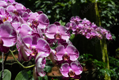 close up of beautiful Doritaenopsis flowers in the garden