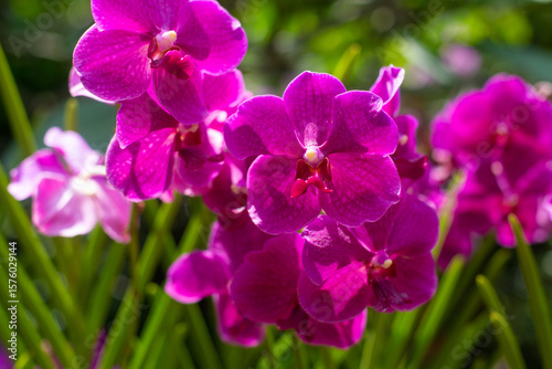 close up of beautiful Vanda flowers in the garden