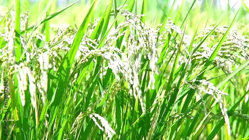風に稲が揺れている、盛夏から秋にかけての水田の美しい風景は、日本の原風景