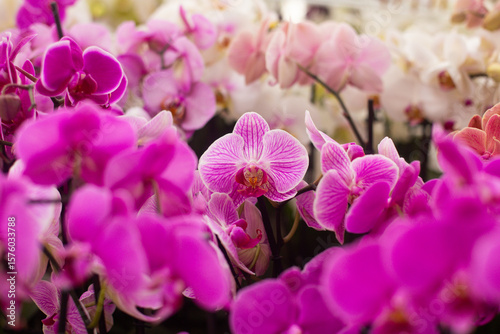 close up of beautiful Doritaenopsis flowers in the garden