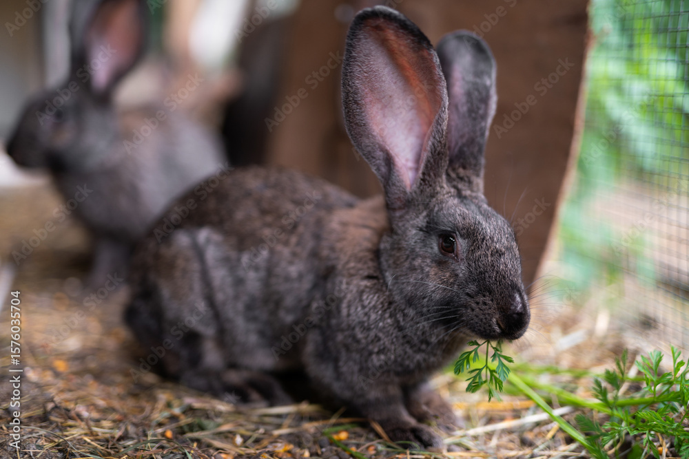 Fototapeta premium a beautiful grey domestic rabbit is grazing and walking in the enclosure outdoors