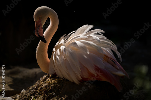 pink flamingo in the nature park