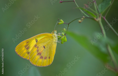 butterfly on leaf