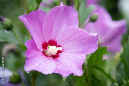 beautiful purple hibiscus flowers on a bush