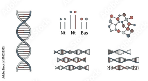 Illustration showing dna structures, nucleotide representations, and molecular connections diagrammatically