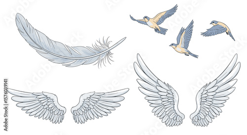 Illustration of a feather, two sets of wings, and three birds in flight against a white background