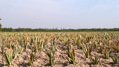 Pineapple plantation in the countryside of Thailand, South East Asia