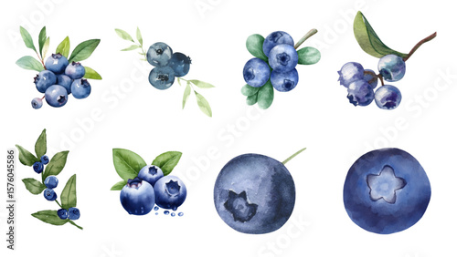 Watercolor blueberries isolated on white