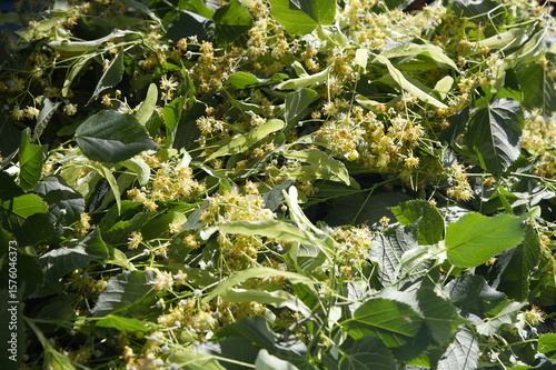 Naklejka Linden flower and leaf