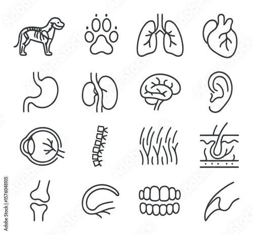 Animal Anatomy & Care line art icons. skeleton, paw bones, lungs, heart, stomach, kidney, brain, ear canal, eye structure, spine, fur texture, skin layers, joint icon, tail nerve,
