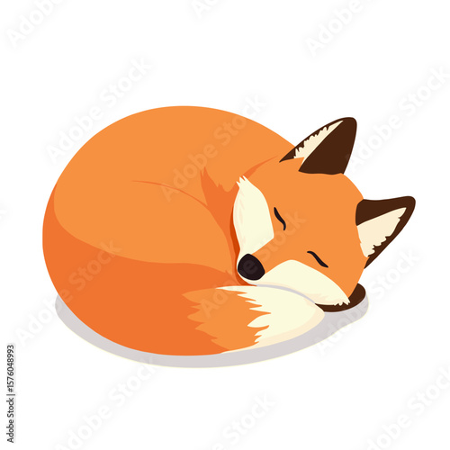 Sleeping orange fox curled up illustration on a white background
