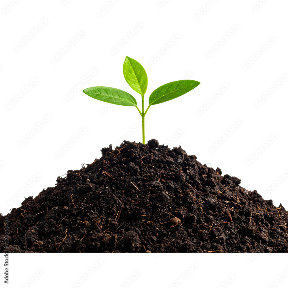 PNG Sapling on the soil sprout plant leaf. PNG Sapling on the soil sprout plant leaf.