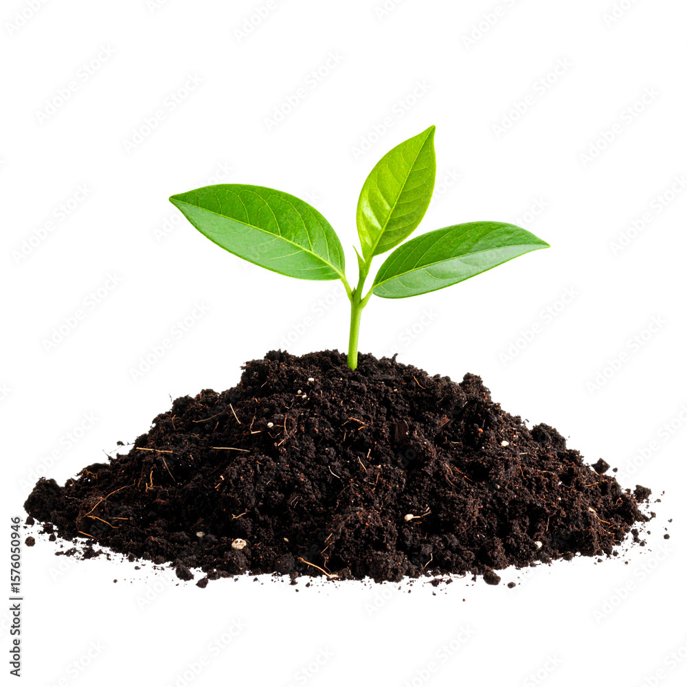 PNG Sapling on the soil sprout plant leaf. PNG Sapling on the soil sprout plant leaf.