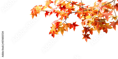 Red and orange autumn leaves tree isolated on white