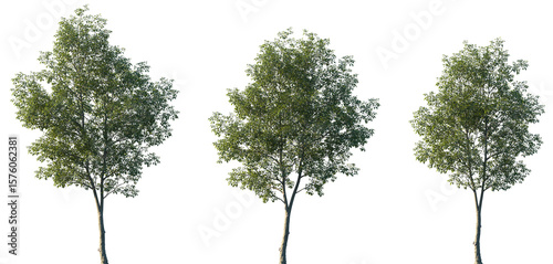 Fototapeta Naklejka Na Ścianę i Meble -  Set of Ulmus Carpinifolia (commonly known as Field Elm or Smoothleaf Elm) frontal set street trees isolated png on a transparent background perfectly cutout