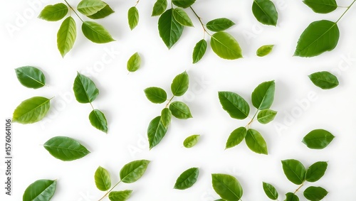 Scattered fresh green leaves on a clean white background creating a natural pattern