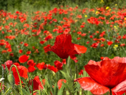 Champ de coquelicots