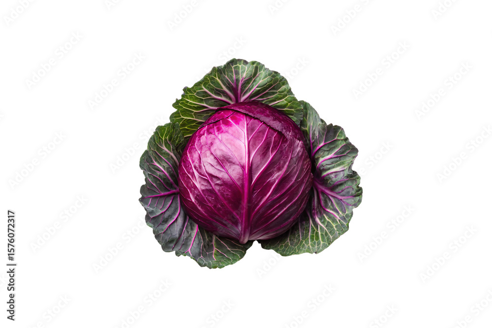 Obraz premium Red cabbage with bright purple interior and green outer leaves displaying natural texture and patterns, isolated on a transparent background