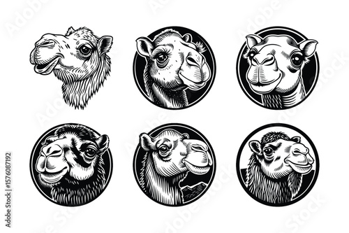 set of camel head vector illustration.
