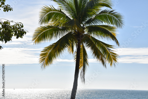 Fototapeta Naklejka Na Ścianę i Meble -  A palm tree over the water as the sun sets