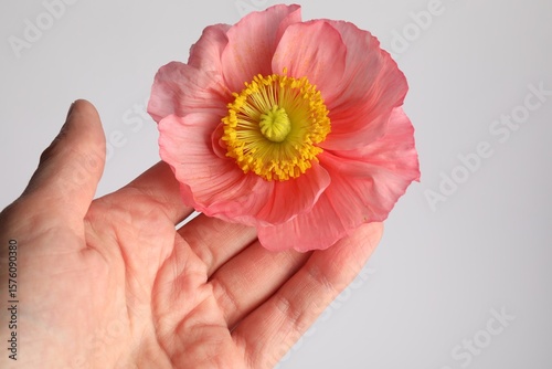 Woman with beautiful poppy flower on grey background, closeup