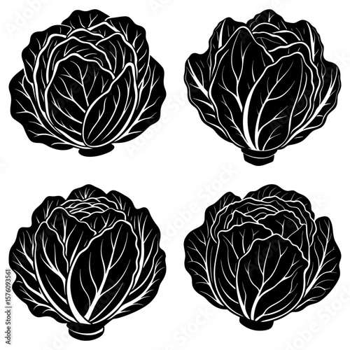 Four black and white cabbage heads arranged in a square pattern on a white background illustration