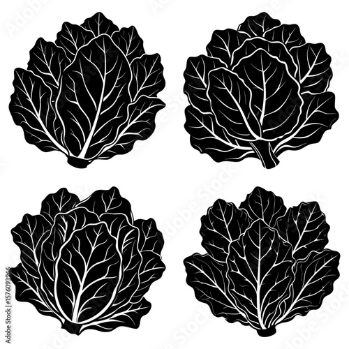 Four black and white cabbage heads with detailed leaf veins arranged in a symmetrical pattern view