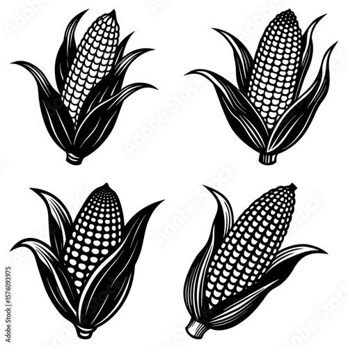 Four corn cobs with husks in black and white illustration showing agriculture and harvest season produce