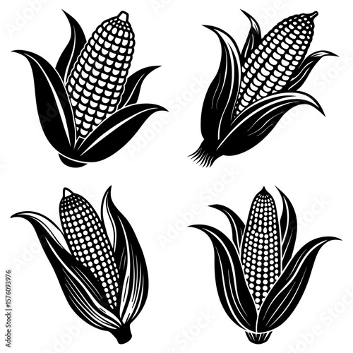 Four black and white corn cobs with husks in different orientations on a white background image view