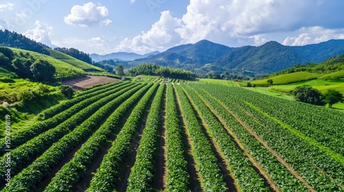 Wallpaper Mural Lush Green Agricultural Field Surrounded by Mountains and Blue Sky Torontodigital.ca