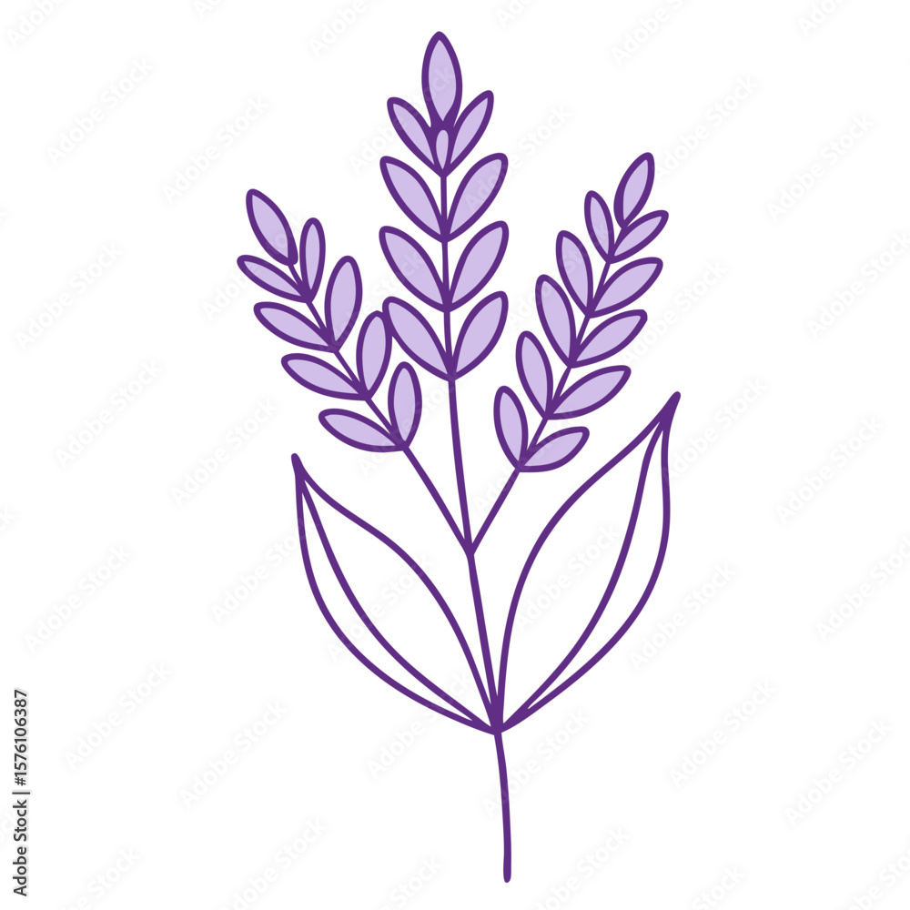 Obraz premium lavender flowers vector illustration