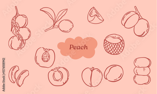 peach doodle illustration collection set - hand drawn line art vector