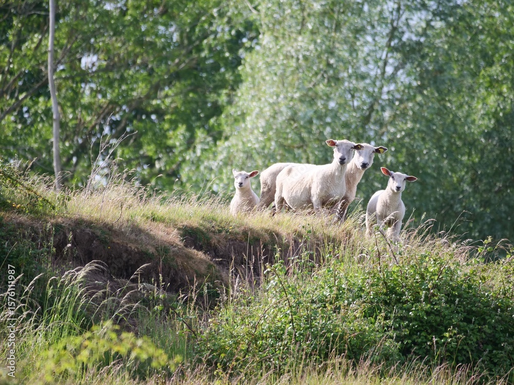 Obraz premium Famille de moutons curieuse