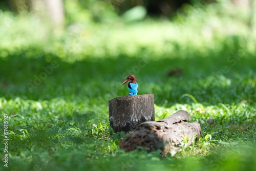 Fotografie White-breasted Kingfisher lives naturally in the forests of Thailand