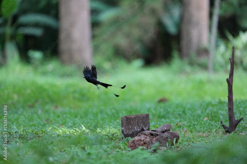 Fototapeta premium The loop-tailed stork lives in the natural forests of Thailand.
