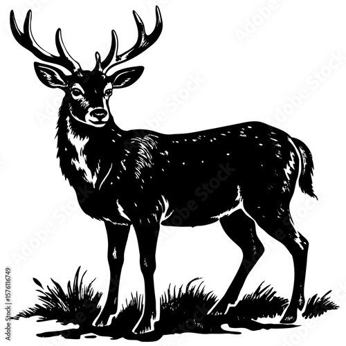 Black and White Deer Illustration with Antlers Standing on Grass – Vintage Style Wildlife Drawing for Nature Design, Forest Animal Art, Hunting Theme Projects, and Retro Animal Sketch Concepts