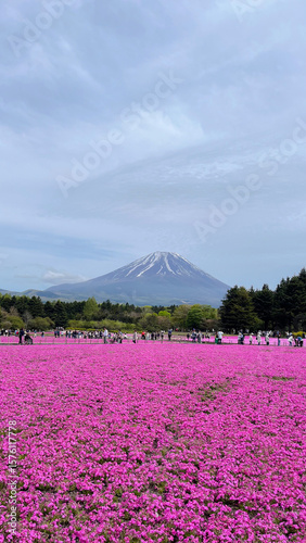 Fuji and shibazakura flower field