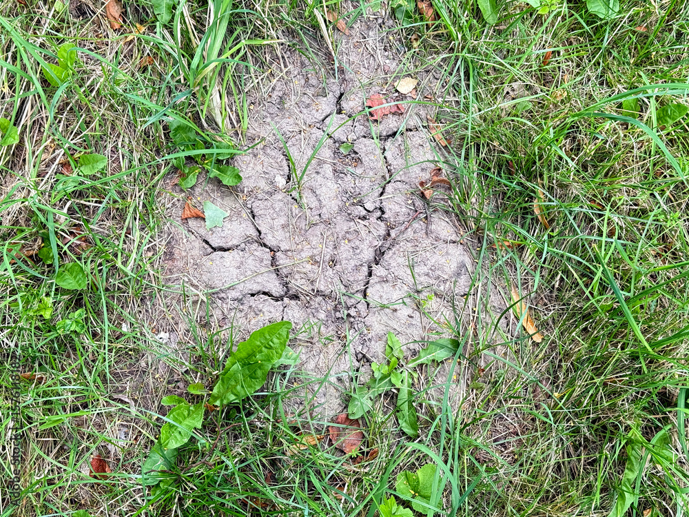 Land with dry and cracked ground and green grass. High quality photo Land with dry and cracked ground and green grass. High quality photo