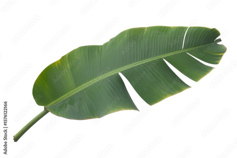 Fototapeta premium Isolated single banana leaf with visible stem and split sections on a white background studio shot
